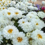 Нивяник Викториан Сикрет