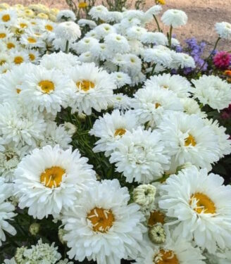 Новинки 19800 nivjanik viktorian sikret 01