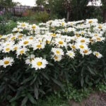 Нивяник Бетховен