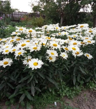 Новинки 19801 nivjanik bethoven 01