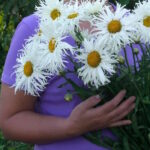 Нивяник Русская Красавица