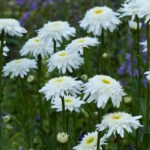 Нивяник Виррел Суприм