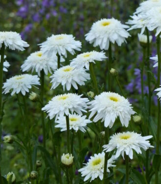 Новинки 19804 nivjanik virrel suprim 01