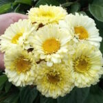 Нивяник Риал Дрим