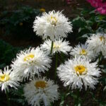 Нивяник Пауде Райве