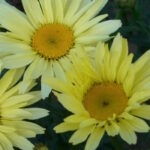 Нивяник Бродвей Лайтс