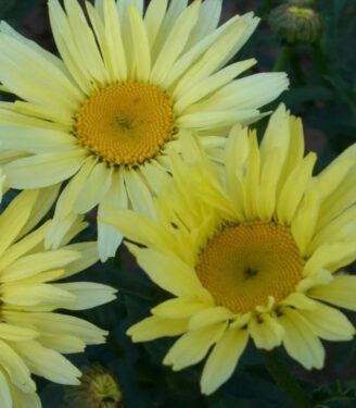 Новинки 19807 nivjanik brodvej lajts 01