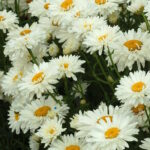 Нивяник Паладин