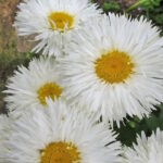 Нивяник Саммер Клаудс