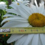 Нивяник Рейн Вью