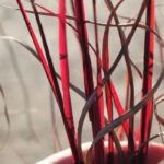 Мискантус китайский Пурпл Фолл