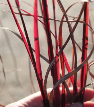 Новинки 21030 miskantus kitajskij purpl foll 01