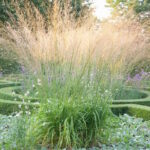 Молиния тростниковая Транспорент