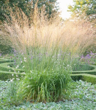 Новинки 22023 molinija trostnikovaja transporent 01