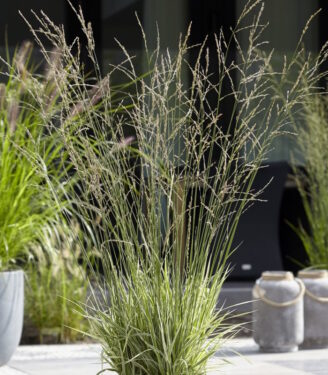 Новинки 22025 molinija trostnikovaja mostenveld 01