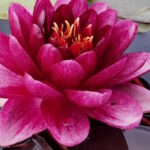 Нимфея Алмост Блэк