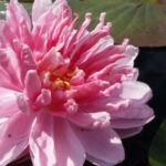 Нимфея Лили Понс