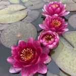 Нимфея Перрис Бэби Рэд