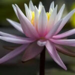 Нимфея Американ Стар