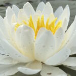 Нимфея Сарасвати