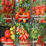 Набор томатов "Ретро серия Тарасенко"
