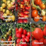 Набор томатов "Консервирование"
