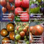 Набор томатов "Звёздный"