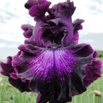 Ирис бородатый БАББЛ БАББЛ