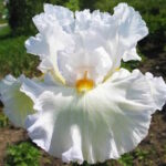 Ирис бородатый БЛАНКЕТ ОФ СНОУ