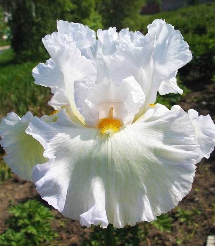 13016_Ирис бородатый БЛАНКЕТ ОФ СНОУ_01 Ирис бородатый БЛАНКЕТ ОФ СНОУ — изображение 1