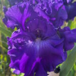 Ирис бородатый ВОРЛД ВИЗАУНД ЭНД