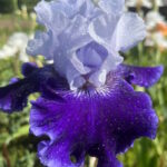 Ирис бородатый ВОРЛД ПРЕМЬЕР