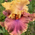 Ирис бородатый ГЛАМАЗОН