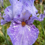 Ирис бородатый ГНУ