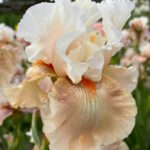 Ирис бородатый ГОИНГ ХОУМ