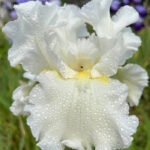 Ирис бородатый ДЕВОНШИР КРИМ