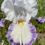 Ирис бородатый ДЕГАС ДАНСЕР