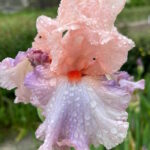 Ирис бородатый ДРИМ ТИКЕТ