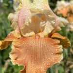 Ирис бородатый ИНГЛИШ ЧАРМ