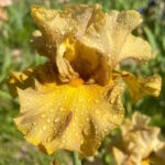 Ирис бородатый ИНТО ЗЕ ВАЙЛДЕРНЕСС