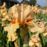 Ирис бородатый КАПРИШЭС КЭНДЭЛС