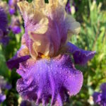 Ирис бородатый КЕВИНС СИМ
