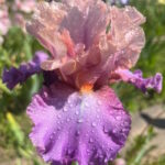 Ирис бородатый ЛИТТЛ ДЖОН