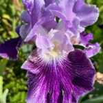 Ирис бородатый МАДАМ ФРОС