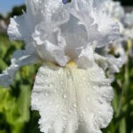 Ирис бородатый ПУР-ЭС-ЗЕ