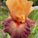 Ирис бородатый РИО