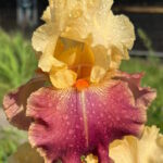 Ирис бородатый РИЧ ИН СПИРИТ