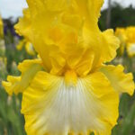 Ирис бородатый САННИ БАББЛЗ