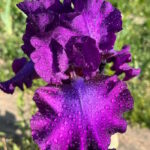 Ирис бородатый СВИНГТАУН