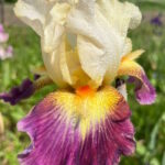 Ирис бородатый СЁРФ ВОЛАНТ